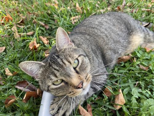 Lost Male Cat last seen Triadelphia Rd and Park Overlook ct, Ellicott City, MD 21043