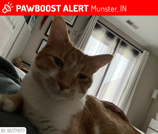 Lost Male Cat last seen West lakes neighborhood in Indiana , Munster, IN 46321