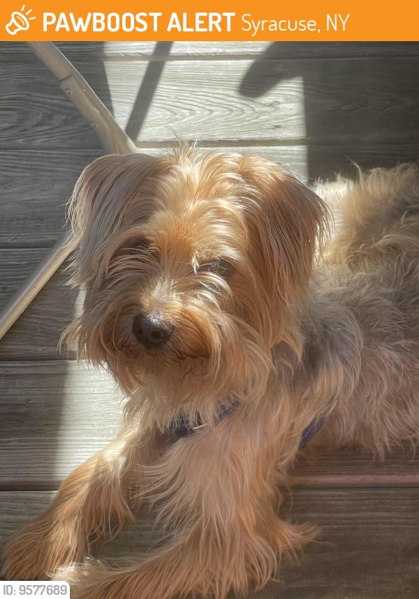 Found/Stray Male Dog last seen Maryland Ave and Euclid Ave, Syracuse, NY 13210