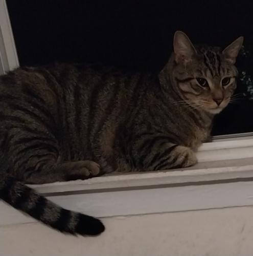 Lost Male Cat last seen Forest avenue Cindy drive Sunrise highway, West Babylon, NY 11704