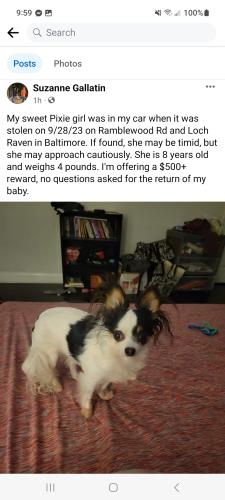 Lost Female Dog last seen Loch raven, Baltimore, MD 21239