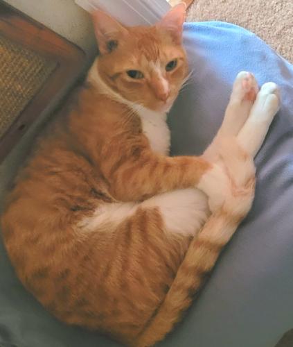 Lost Male Cat last seen Polara Place and Dace Drive, Redland, MD 20855