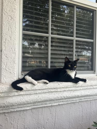 Lost Female Cat last seen Military trail and banyan Boulevard, Boca Raton, FL 33431