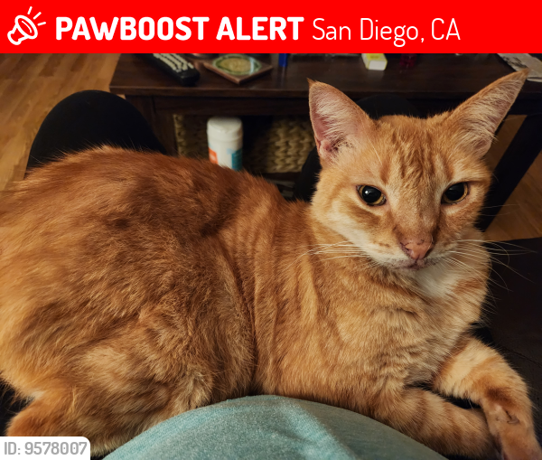 Lost Male Cat last seen Appleton & Mayflower, San Diego, CA 92117