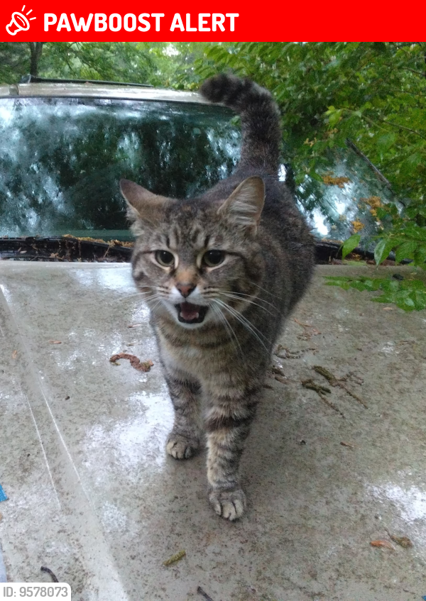 Lost Female Cat last seen Wilson Rd NW & Mt Zion Rd, Lancaster, OH, Greenfield Township, OH 43130