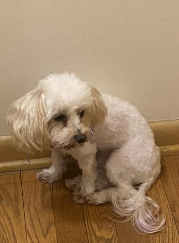 Lost Male Dog last seen Maple Heights , Maple Heights, OH 44137