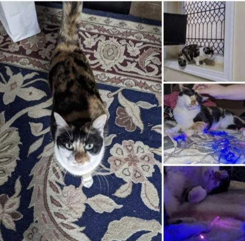 Lost Female Cat last seen Near W Airy & Selma St AND West Airy & Forrest St by Carp Dental-Uhaul-Selma Mansion, Norristown, PA 19401