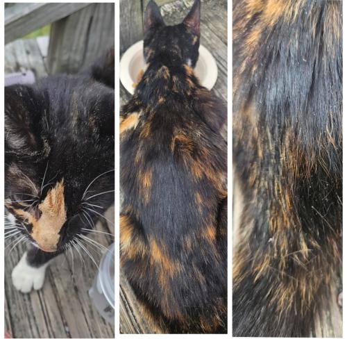 Found/Stray Female Cat last seen Near E County Line Rd #621, Johnsonville, SC 29555, Johnsonville, SC 29555