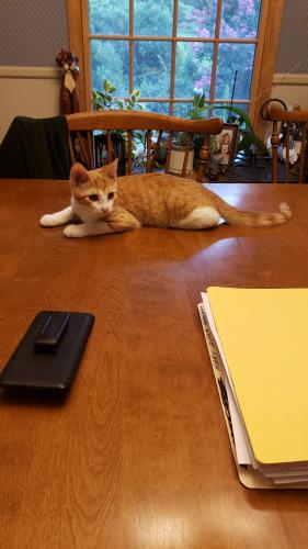 Lost Male Cat last seen Near Lynch Drive , Ulmstead Subdivision , Arnold MD, Arnold, MD 21012