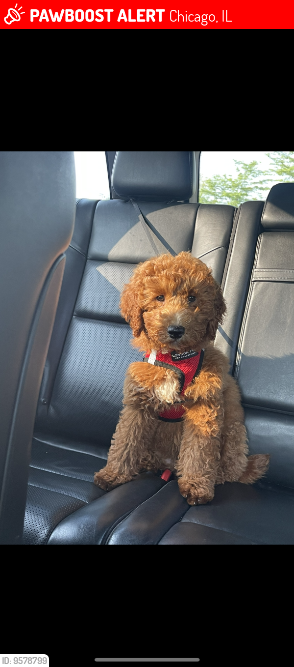 Lost Male Dog last seen apmt complexes by 95th and redline , Chicago, IL 60617