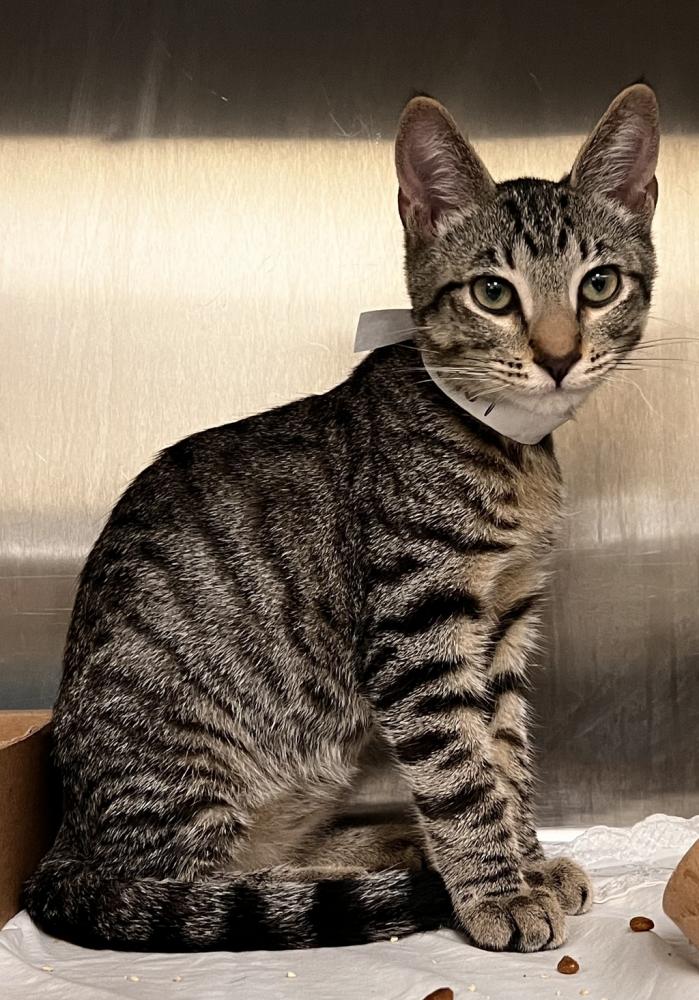 Shelter Stray Male Cat last seen Near Street, BRONX, NY, 10471, New York, NY 11208