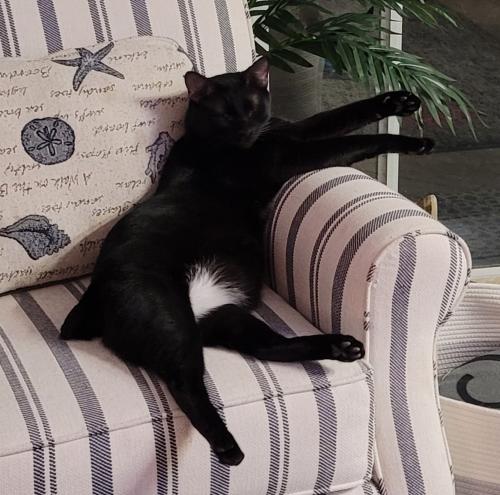 Lost Male Cat last seen Ambrosia and Forestbook Road, Myrtle Beach, SC 29579