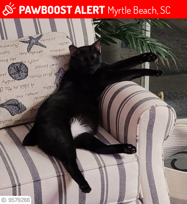 Lost Male Cat last seen Ambrosia and Forestbook Road, Myrtle Beach, SC 29579
