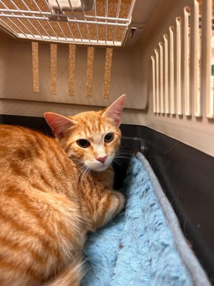 Shelter Stray Male Cat last seen Burlington, WA 98233, Burlington, WA 98233