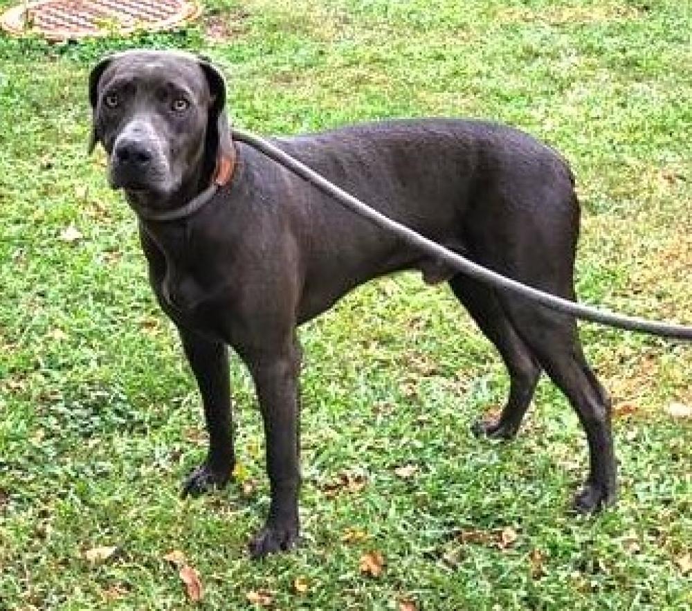 Shelter Stray Male Dog last seen Inverness, FL 34450, Inverness, FL 34450