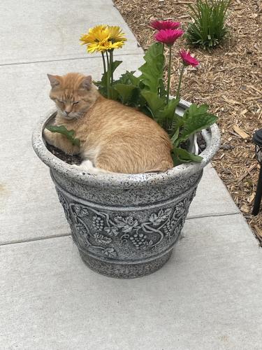 Lost Male Cat last seen Franklin St and Monger Lane , Sanford, NC 27330