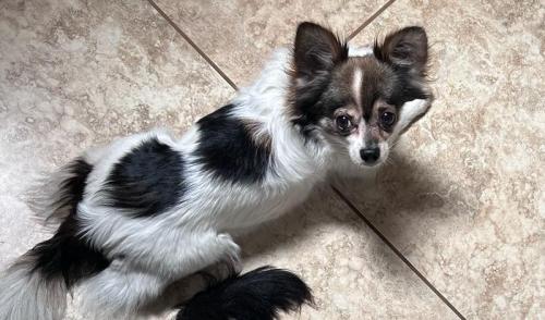 Lost Female Dog last seen 67th and Dallas Streets, Mesa, AZ 85205