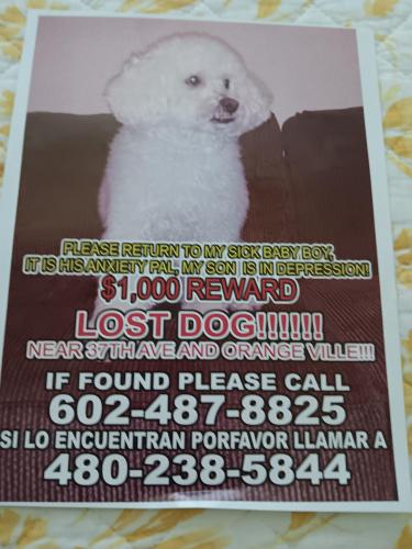 Lost Male Dog last seen 37av orangewood , Phoenix, AZ 85051