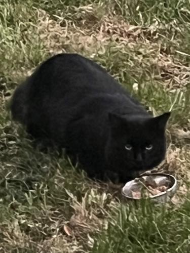Found/Stray Unknown Cat last seen Princeton road, Charlotte NC, Charlotte, NC 28207