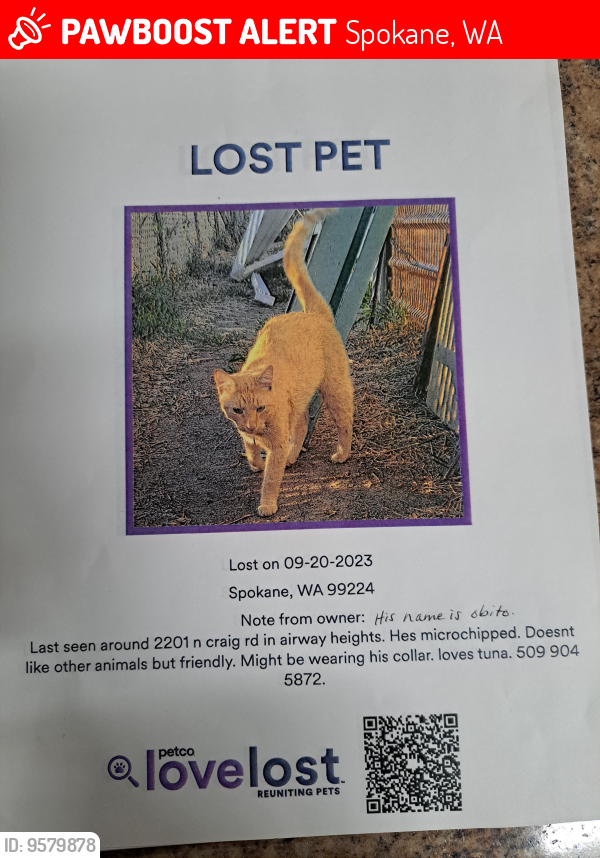 Lost Male Cat last seen Craig rd spokane/airway heights , Spokane, WA 99224