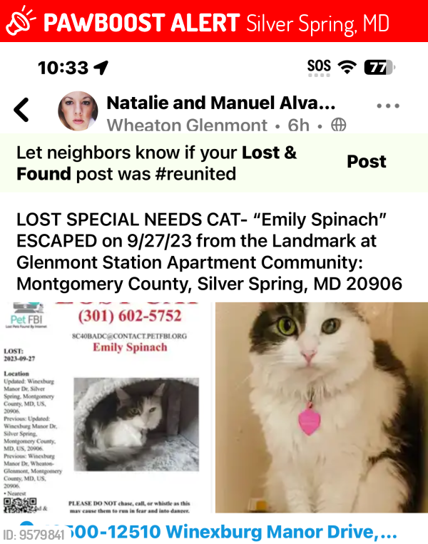 Lost Female Cat last seen Landmark at Glenmont apmts, Wheaton-Glenmont, MD 20906