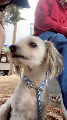 Lost Male Dog last seen MLOTEL 6 0N 2ND ST ODESSA TX, Odessa, TX 79761