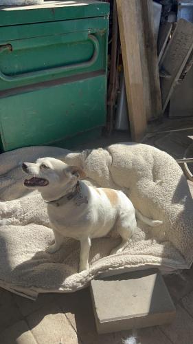Lost Female Dog last seen E. Market st, E. Alisal st, Salinas, CA 93905