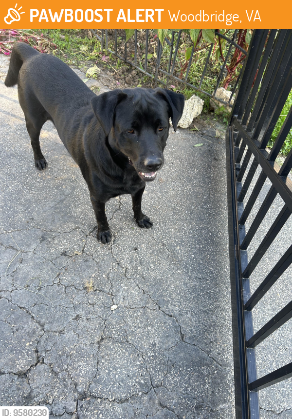 Found/Stray Male Dog last seen Oregon Ave , Woodbridge, VA 22191