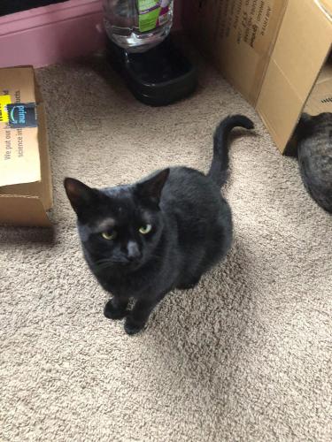 Lost Female Cat last seen Charles St and St. Paul , Baltimore, MD 21218