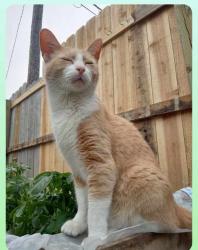 Reunited Male Cat last seen Blue water bridge, optimist park, Port Huron, MI 48060