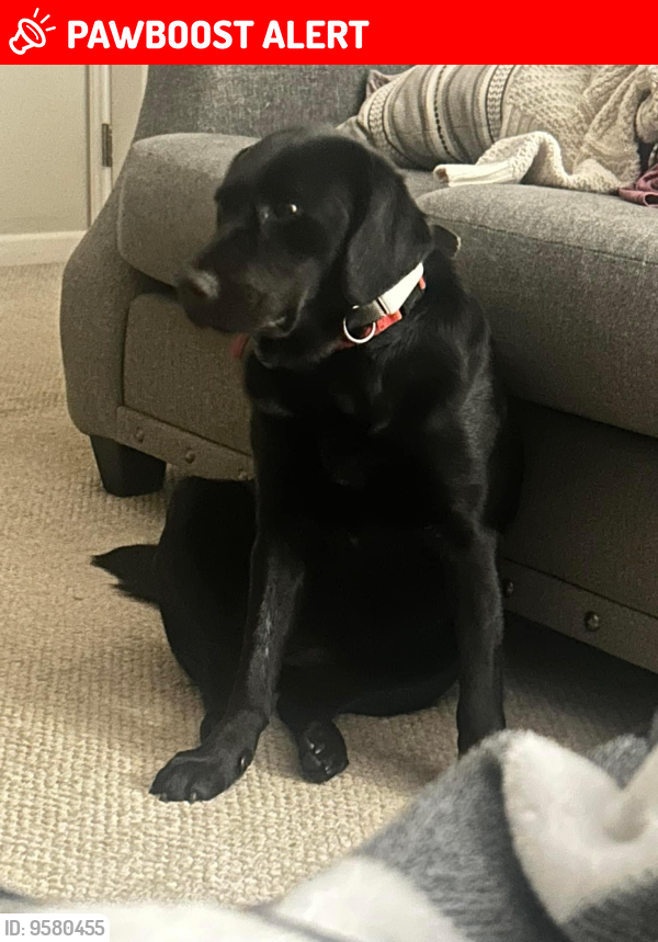 Lost Female Dog in McGee Crossroads, NC 27501 Named Lucy (ID 9580455