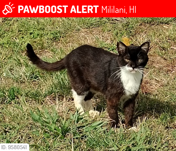 Lost Female Cat last seen 95--273 Waikalani Dr  Bldg D, Mililani, HI 96789