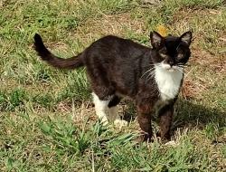 Lost Female Cat last seen 95--273 Waikalani Dr  Bldg D, Mililani, HI 96789