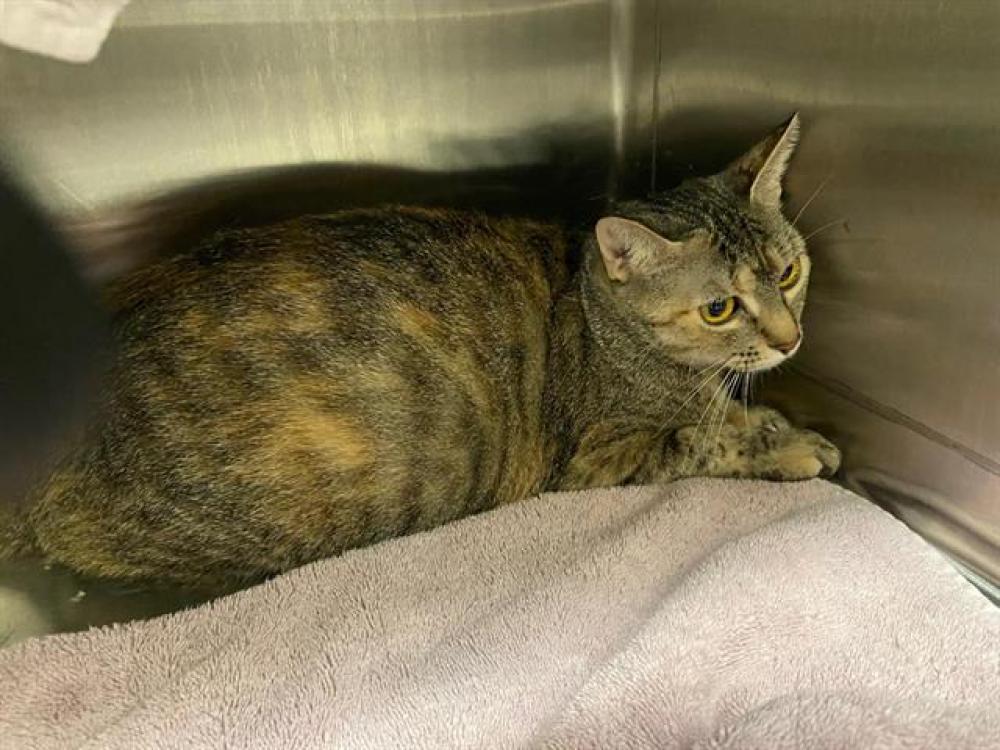 Shelter Stray Female Cat last seen , Auburn, CA 95603