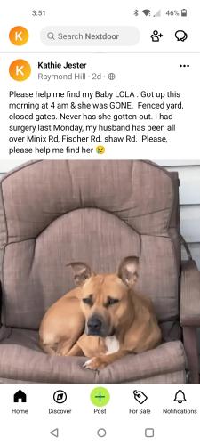 Lost Female Dog last seen Fischer Rd & Raymond Hill & Andrew Bailey , Coweta County, GA 30277