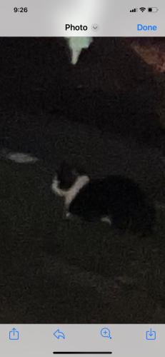 Found/Stray Unknown Cat last seen Rt 1 and S. Kings Hwy, Alexandria, Alexandria, VA 22306