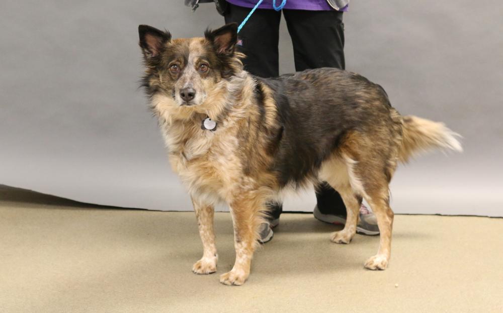 Shelter Stray Female Dog last seen Near NE Redwood Road, SALT LAKE CITY, UT, 84116, Salt Lake City, UT 84123