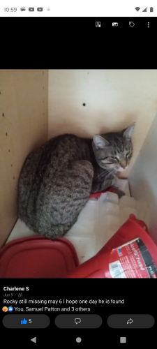 Lost Male Cat last seen Greenfield and national avenue , Milwaukee, WI 53204