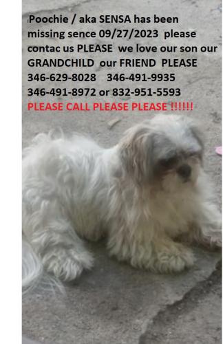 Lost Male Dog last seen Near ennis st , Houston, TX 77004