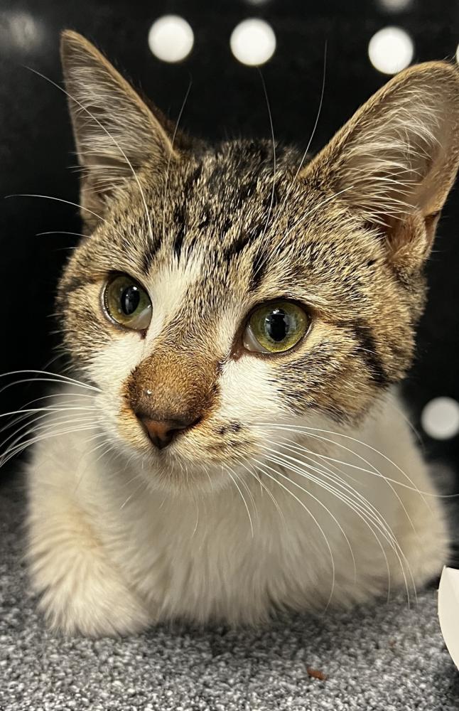 Shelter Stray Male Cat last seen Near Street, BROOKLYN, NY, 11225, New York, NY 11208