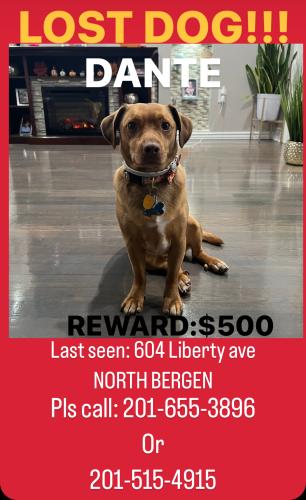 Lost Male Dog last seen Near Liberty ave North Bergen , North Bergen, NJ 07047