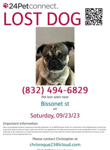 Lost Male Dog last seen Near bissonet , Houston, TX 77081