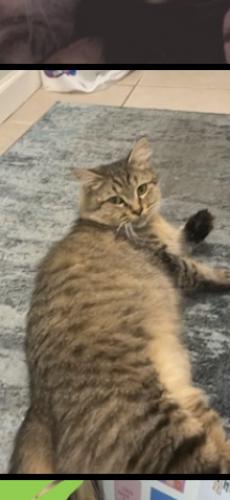 Lost Female Cat last seen by east haven beach , East Haven, CT 06512