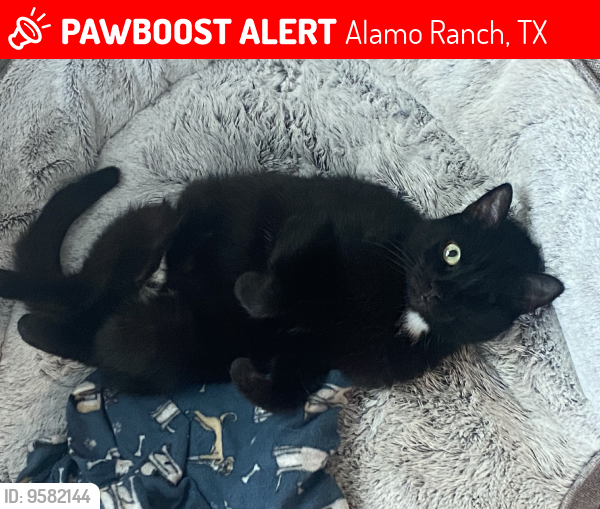 Lost Female Cat last seen Talley road & Frio river run, Alamo Ranch, TX 78253