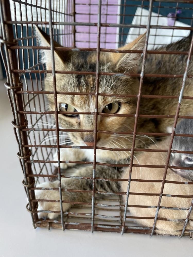 Shelter Stray Female Cat last seen Near E Forget Me Not, White City Township, UT, 84070, Salt Lake City, UT 84123