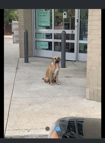 Found/Stray Male Dog last seen New York and Green Oaks , Walgreens, Arlington, TX 76017