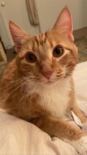 Lost Male Cat last seen Imperial and Palm , Fullerton, CA 92835