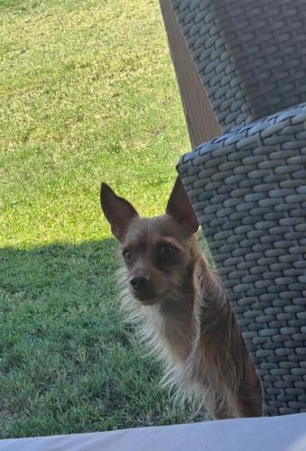 Lost Male Dog last seen Near st Willetta, Phoenix, AZ 85042