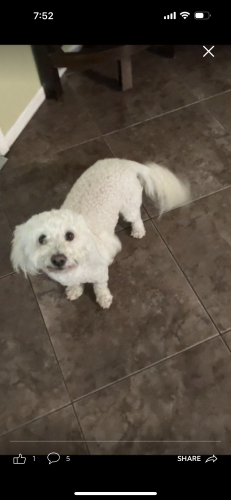 Lost Male Dog last seen Hole and Broderick , Riverside, CA 92505
