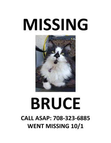 Lost Male Cat last seen Bristol Park Subdivision next to 80th Ave Train Station Area, Tinley Park, IL 60477